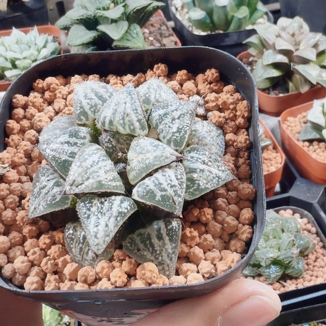 十二卷雪景色母本开播福利