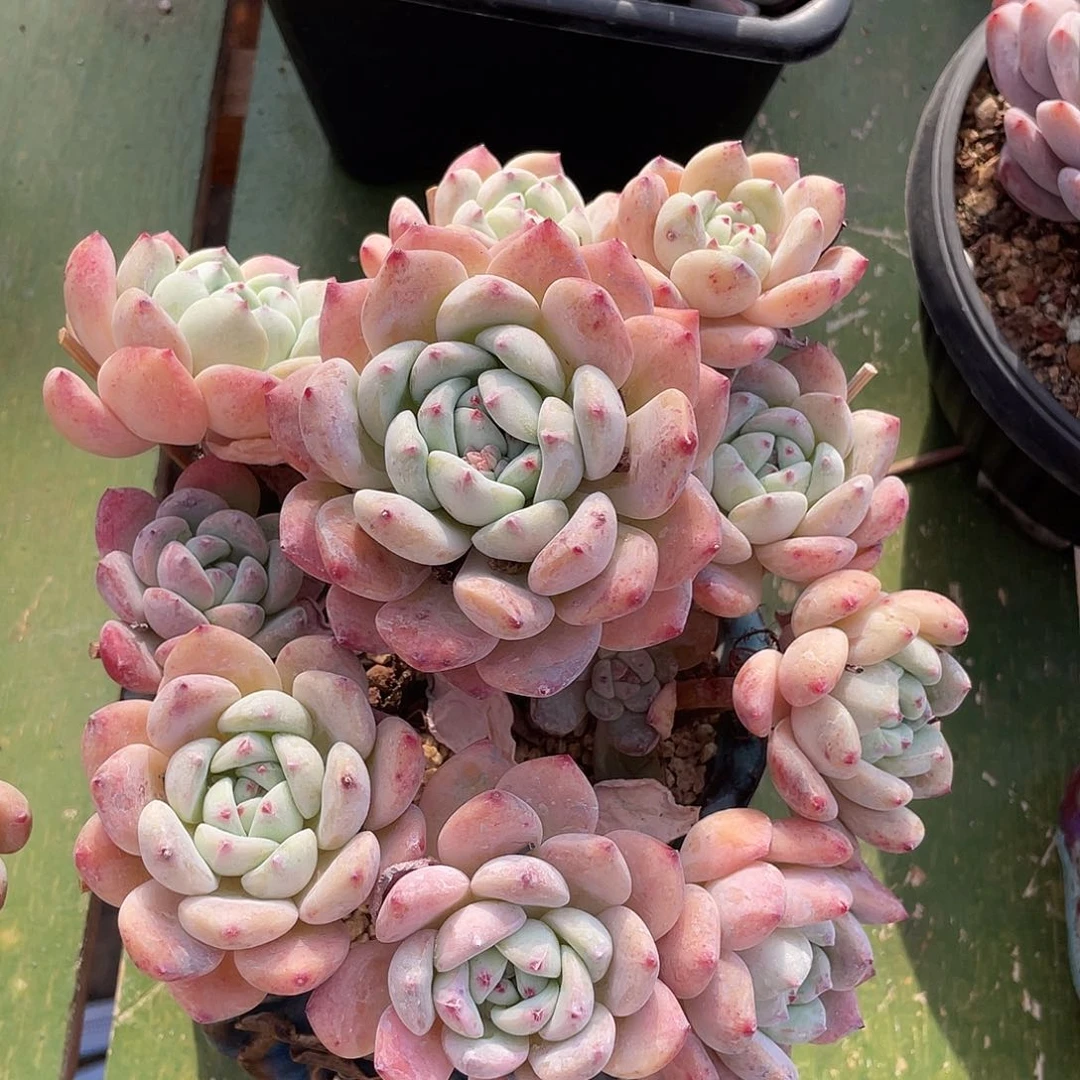 望舒群生多肉植物一物一拍