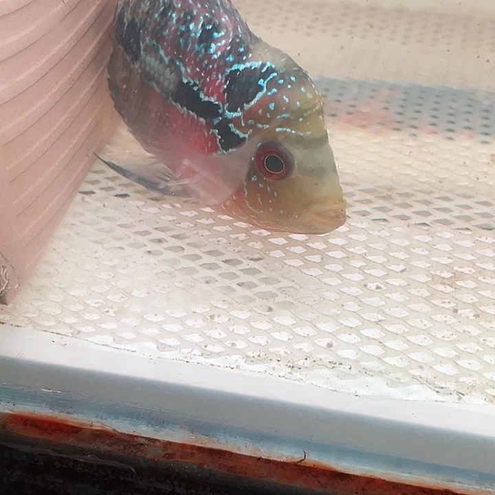 罗汉鱼鸿运罗汉鱼