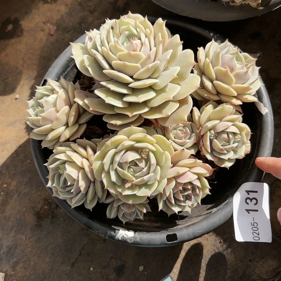 同温层多肉露娜莲131