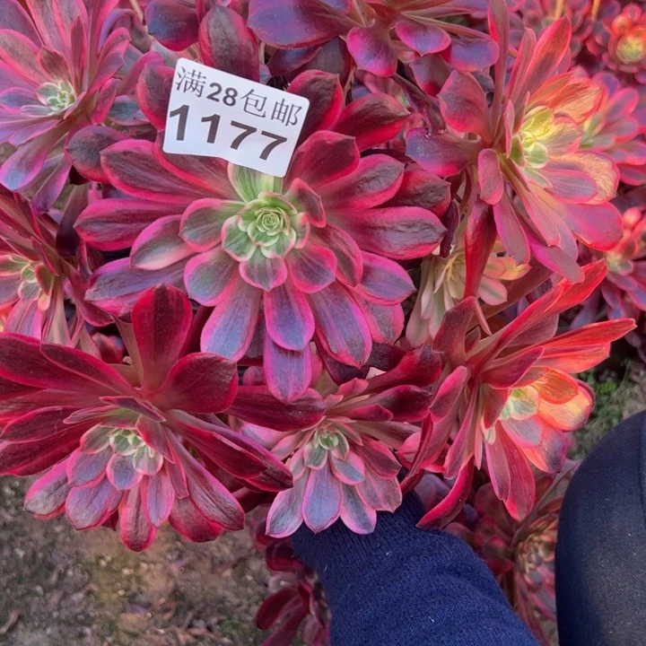 1177婚纱多肉植物