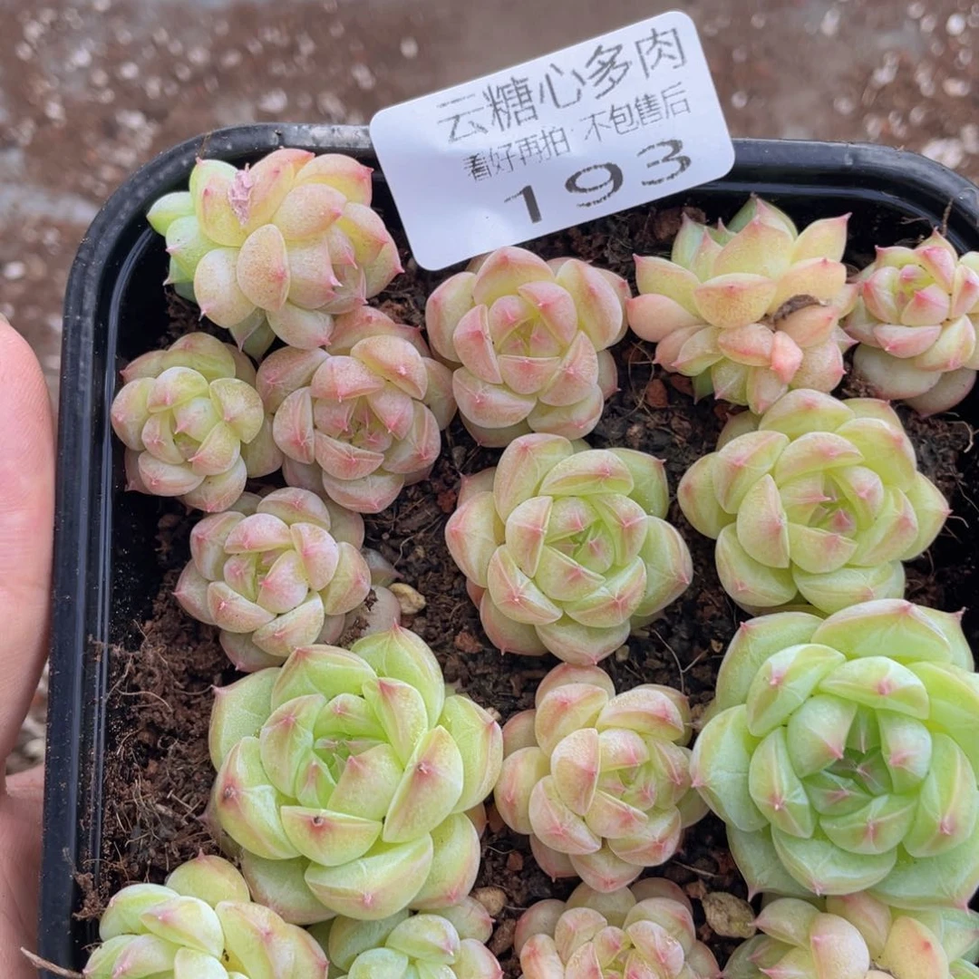 云糖心多肉植物193