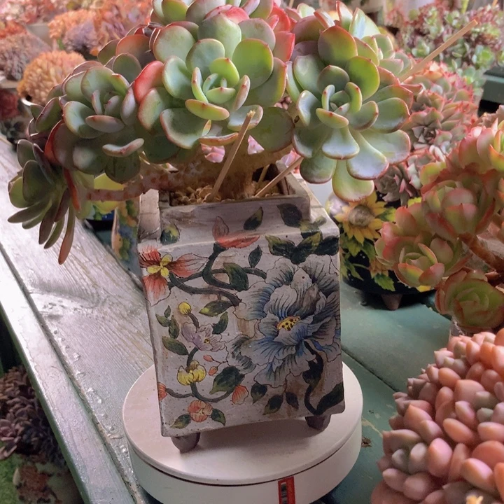 白月光朵朵无砍自然群