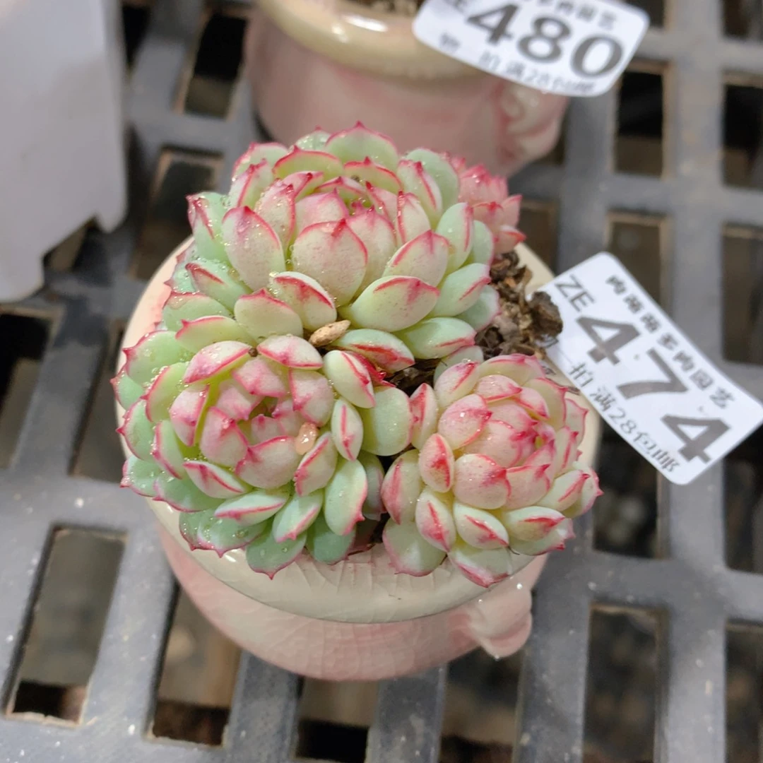 肉萌萌拇指盆精控多肉ZE474