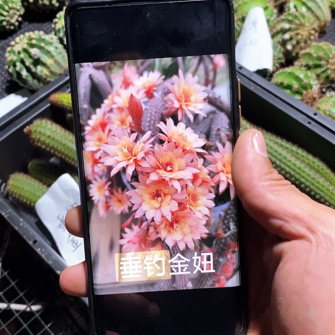 垂钓金妞 30公分左右高
