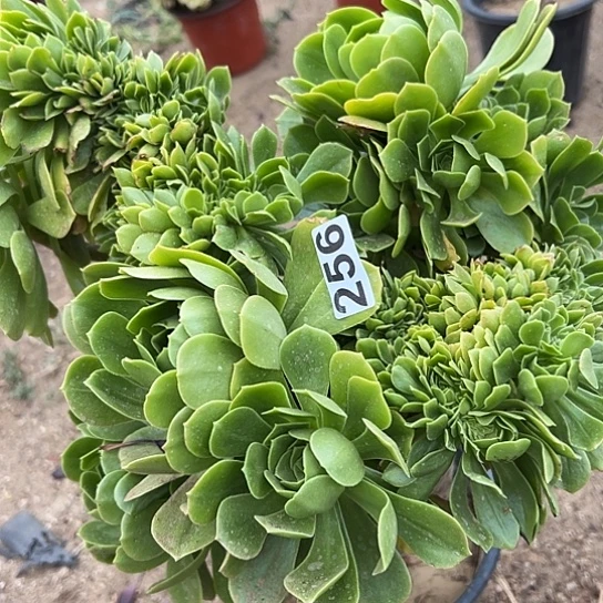 多肉植物一个有伤没售后