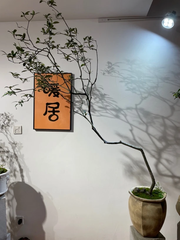 高飘海岛春花树盆景绿植花卉茶台办公室阳台客厅餐厅