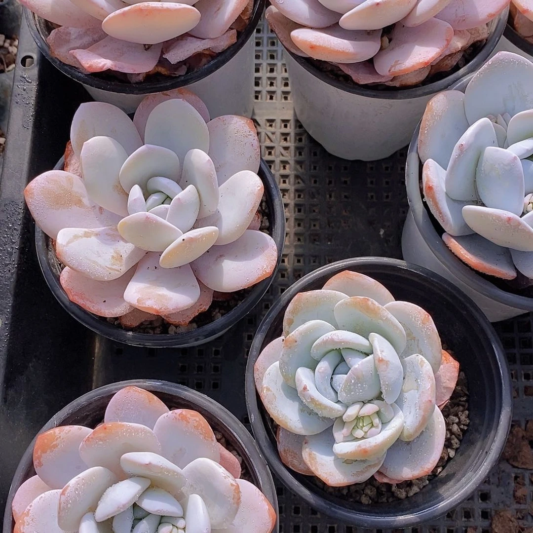 0216-母本雪莲单头一颗量拍