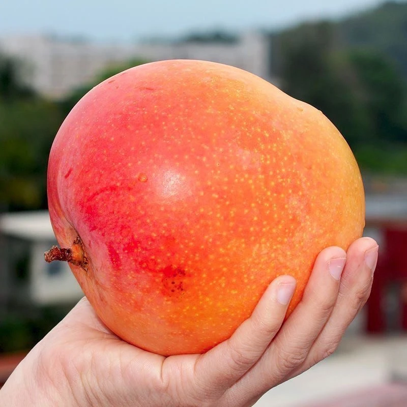 新鲜香甜澳芒苹果芒彩虹芒热带应季大芒果