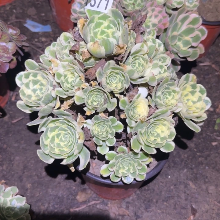 冷月……多肉植物的