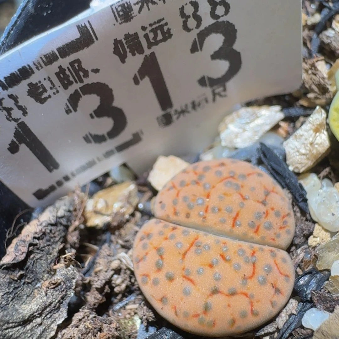 Ssss精品生石花1313