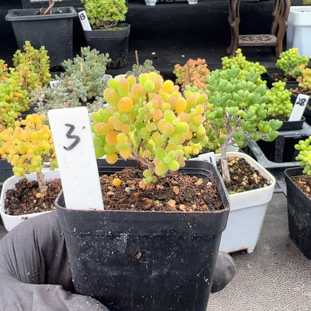 精控金桔糖球3h q