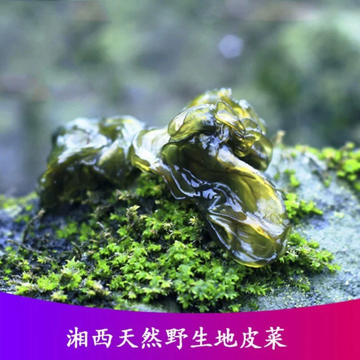 【地木耳】新鲜野生葛仙米地木耳地皮菜地踏天仙菜地衣雷公菌地达菜