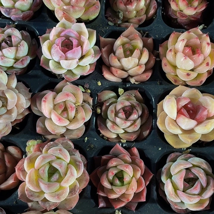 小东云杂1元带土发