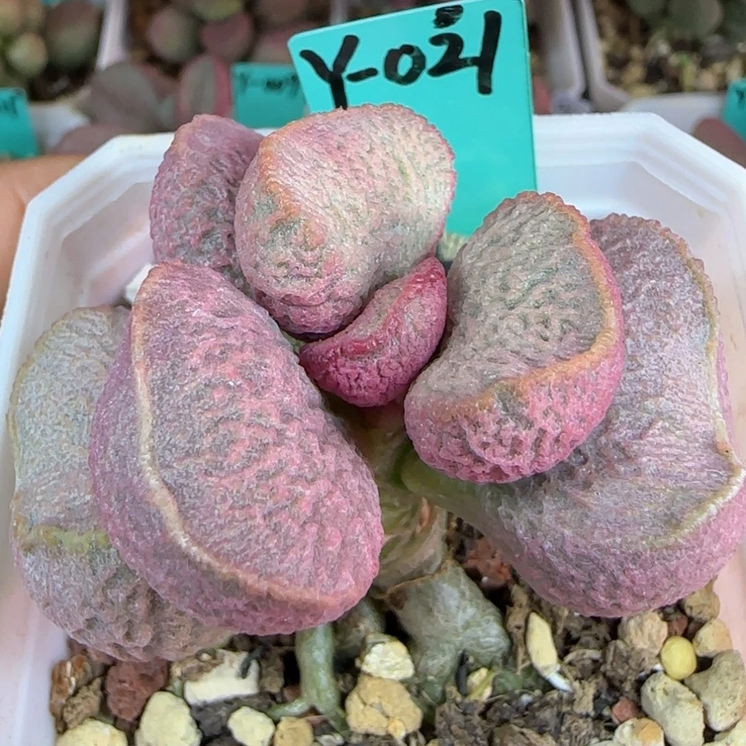 无花朵编号021母本图，出的是叶插或叶片