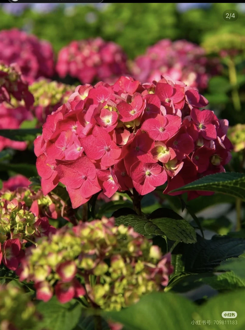 永源花坊《红色无尽夏》露天绣球新老枝开花