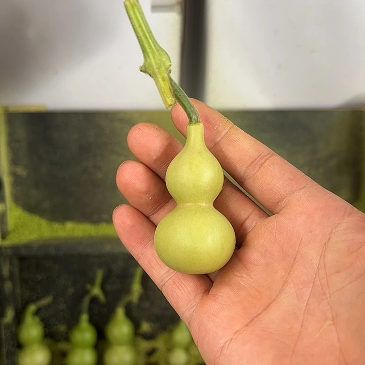 冰***喝天津嘴儿葫芦葫芦