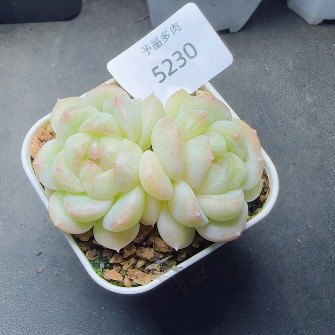 白体珍妮，5230多肉植物