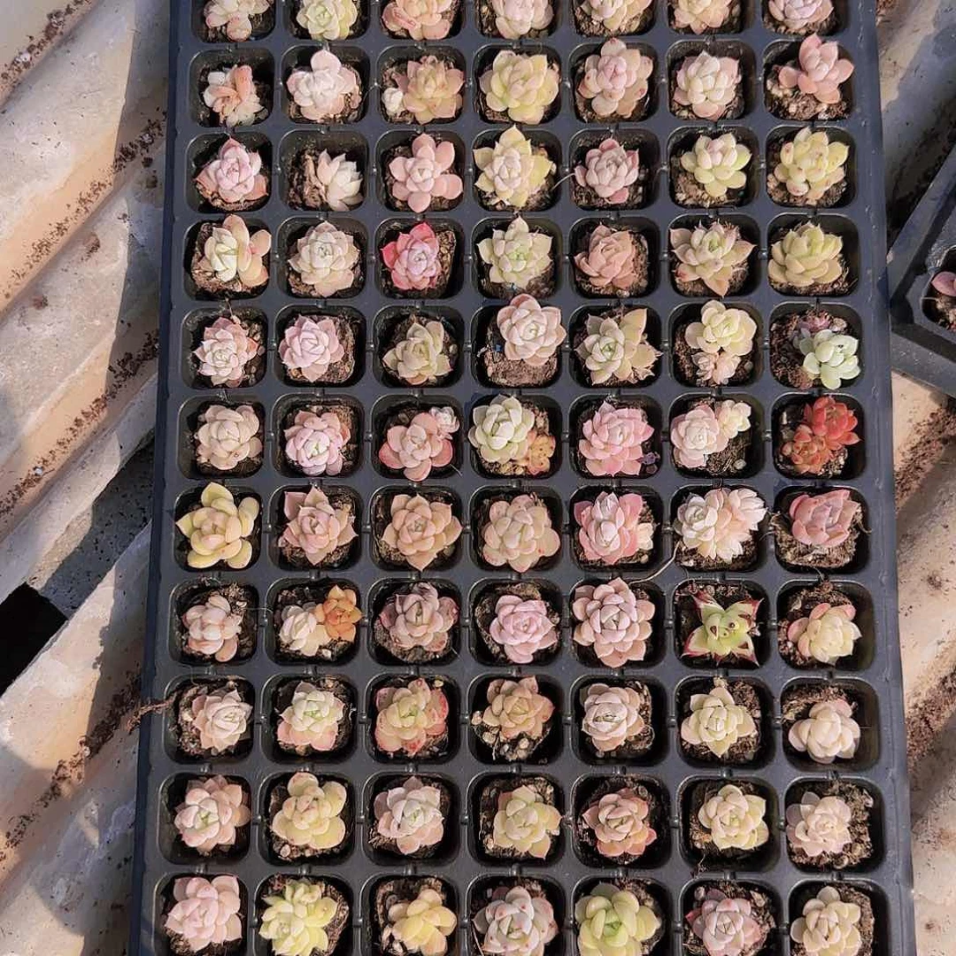 直播一物一拍多肉108