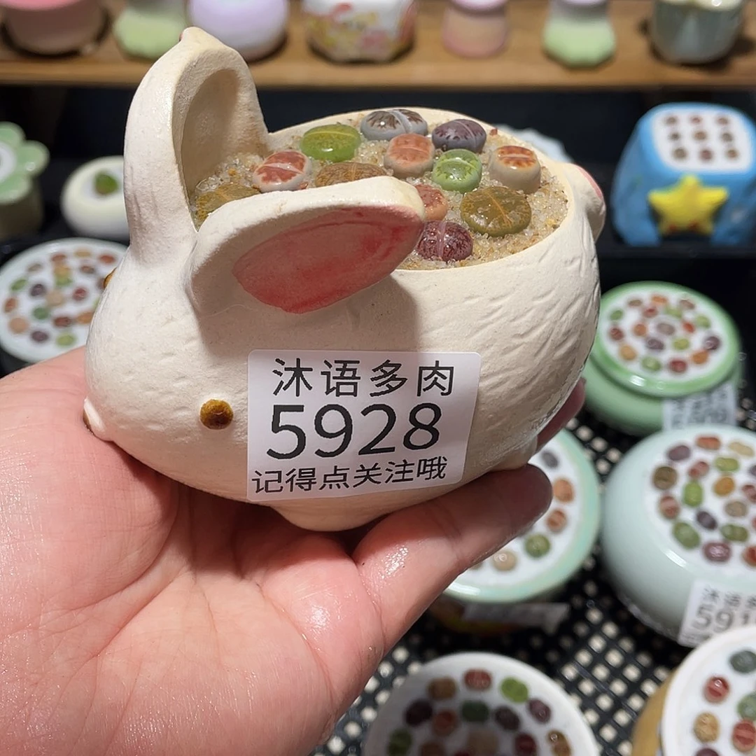 带盆土植物 一物一拍5928