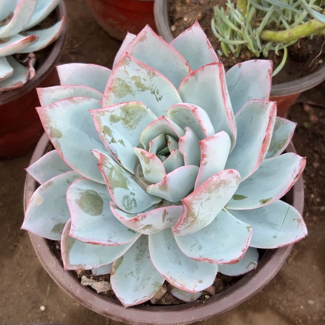 多肉植物美国蓝光