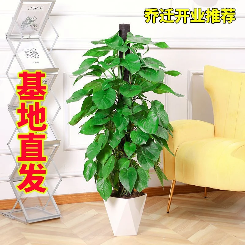 室内绿植大叶乔迁开业送礼绿萝柱大型盆栽北欧风格装饰办公室植物