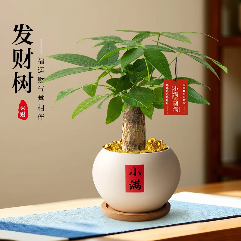 发财树小盆栽四季植物室内客厅中式禅意招财树盆景办公室桌面绿植