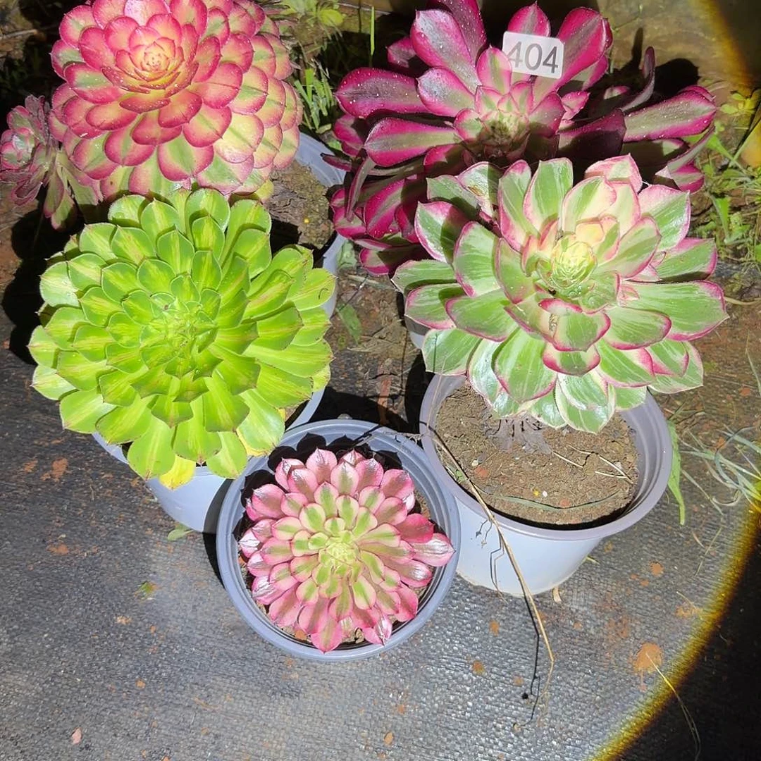 404多肉法师5颗组合，偏远地区顺丰到付