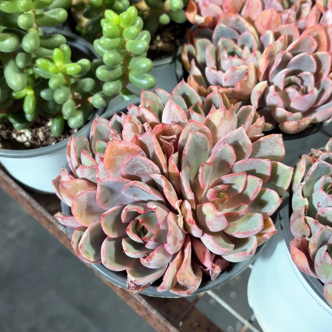 赫拉多肉整群11㎝盆