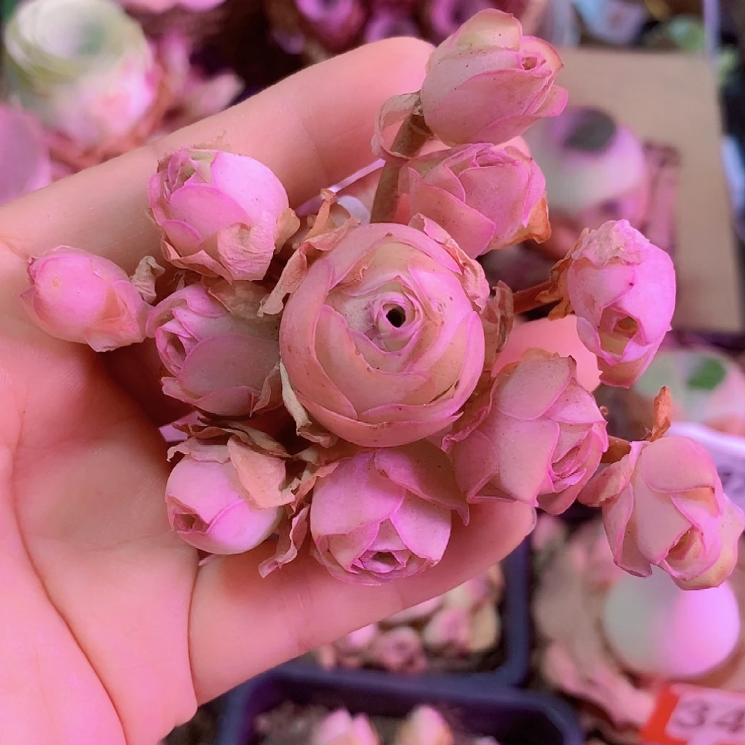 •***°山地玫瑰一物一拍151sp