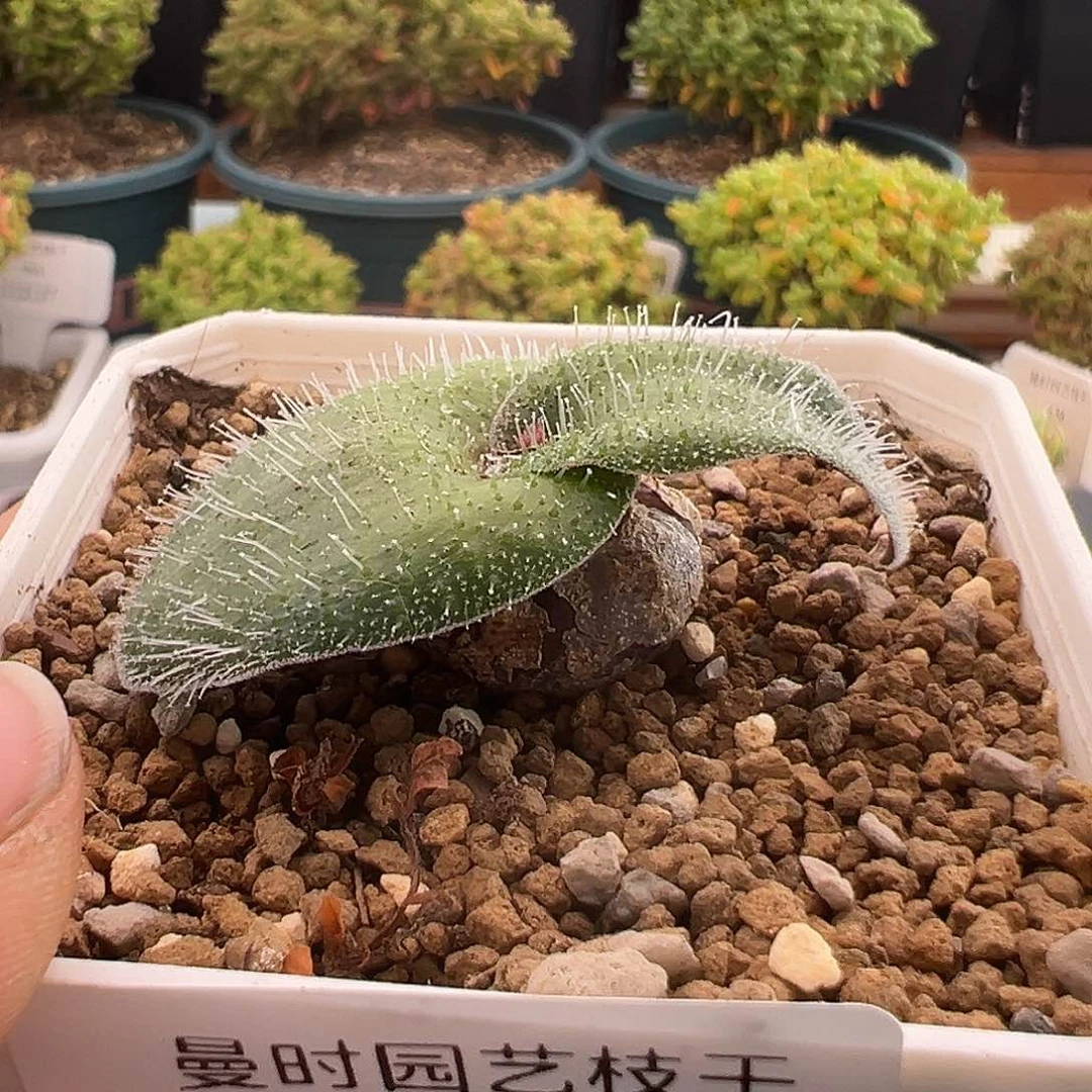 14号毛叶立金花1.3多肉