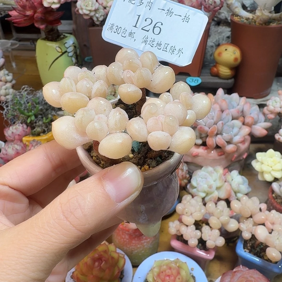 虎***妞126 多肉含盆土30元包邮非偏远