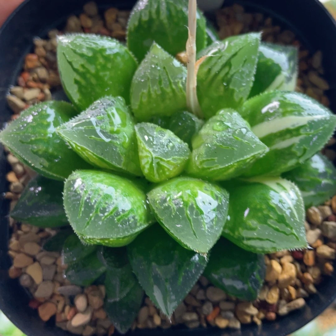 29.十二卷多肉实生寿锦。