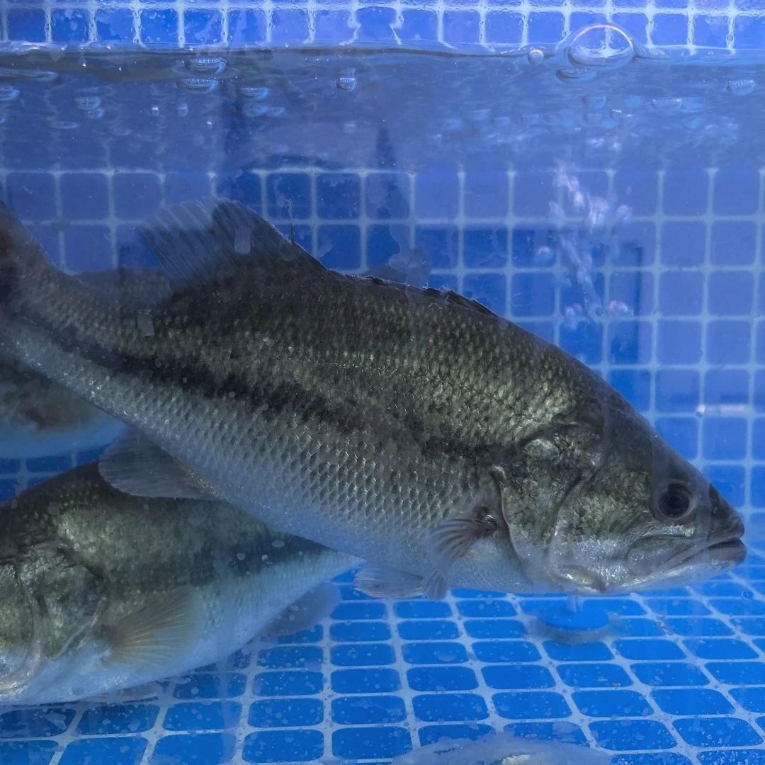 新鲜活鲈鱼37元一条