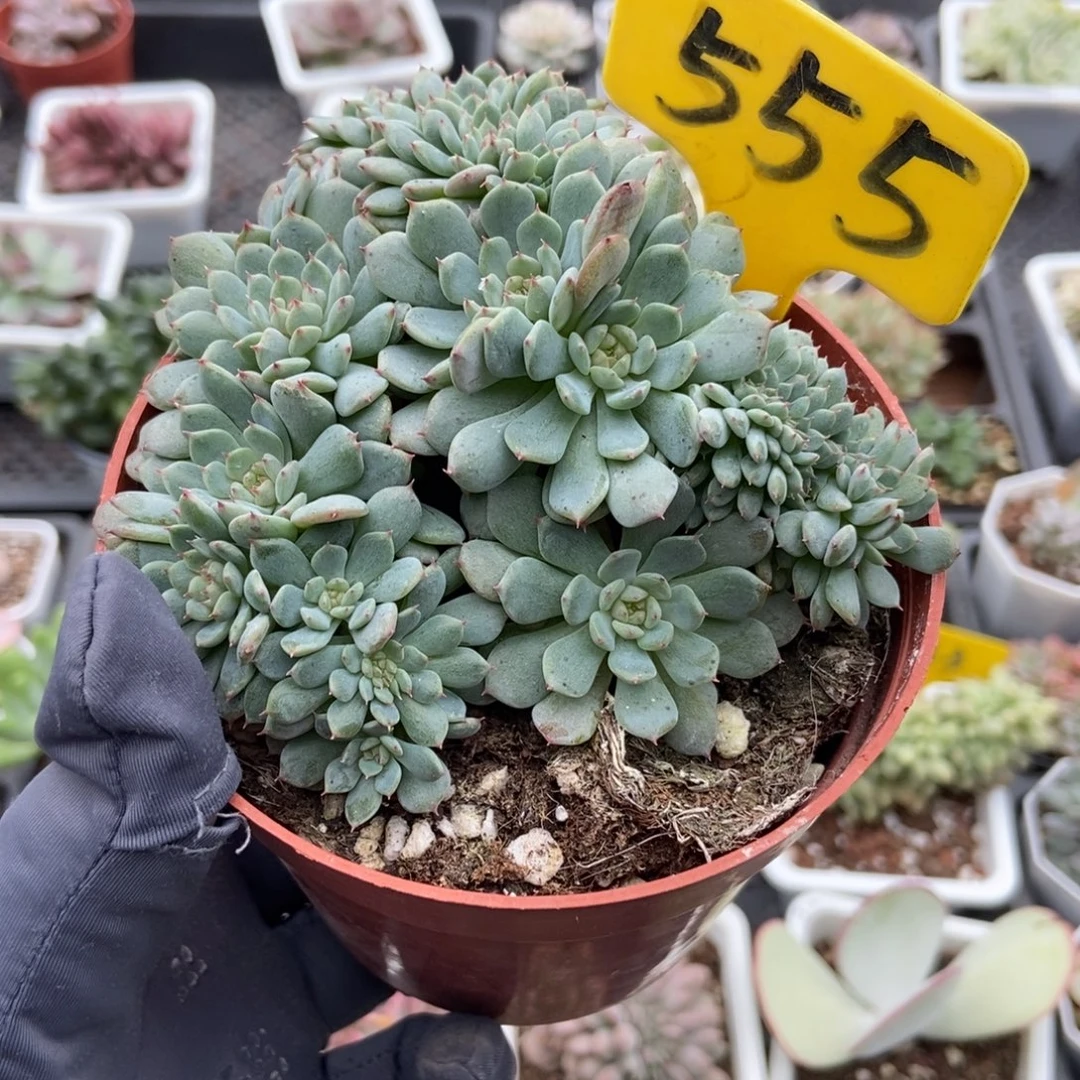 555白胖子缀多肉植物