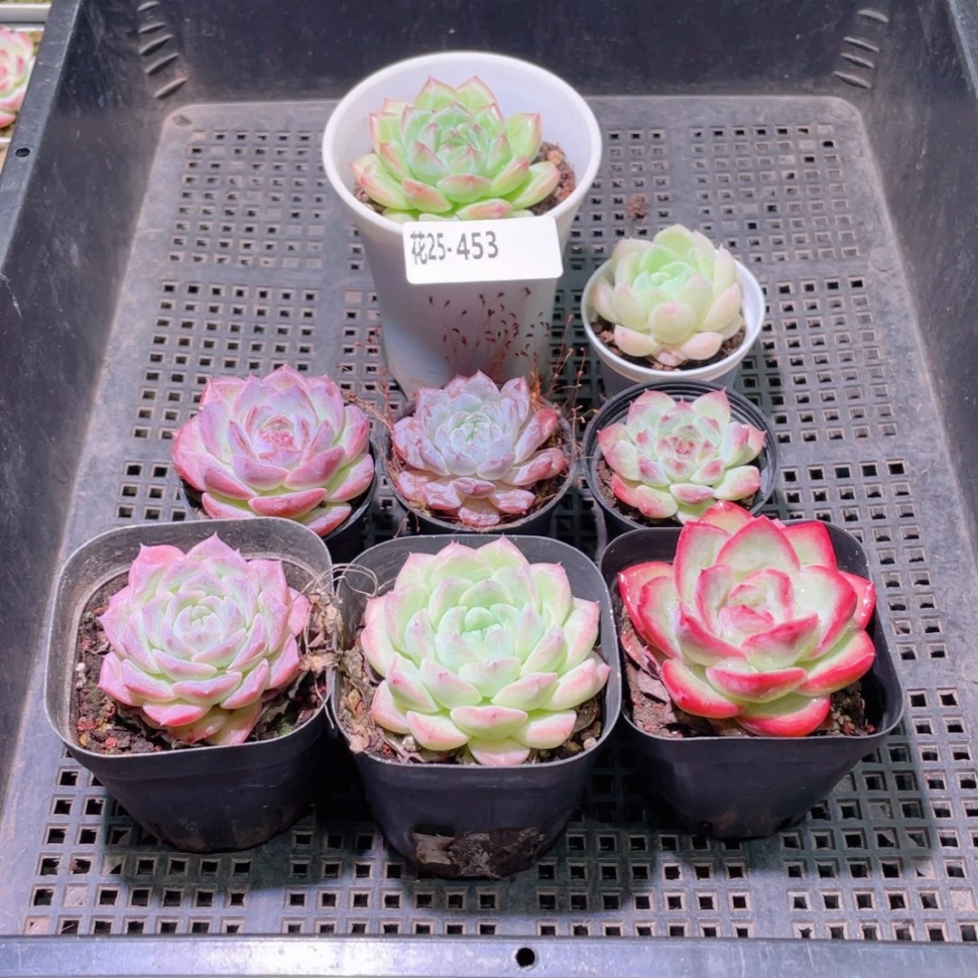 花利美25-453框拍8颗