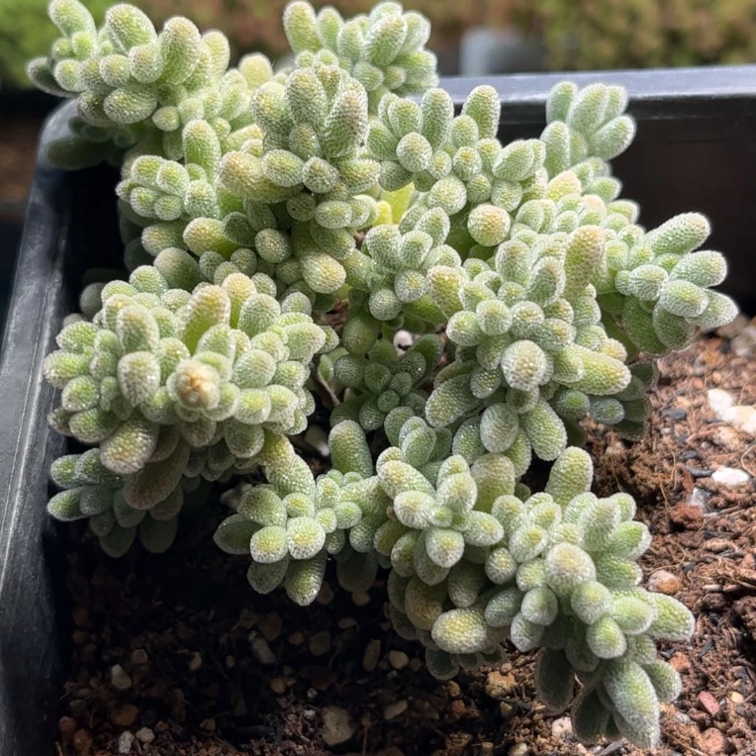 13白体冰晶优选枝干