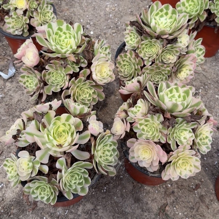 荔枝量拍。 多肉植物