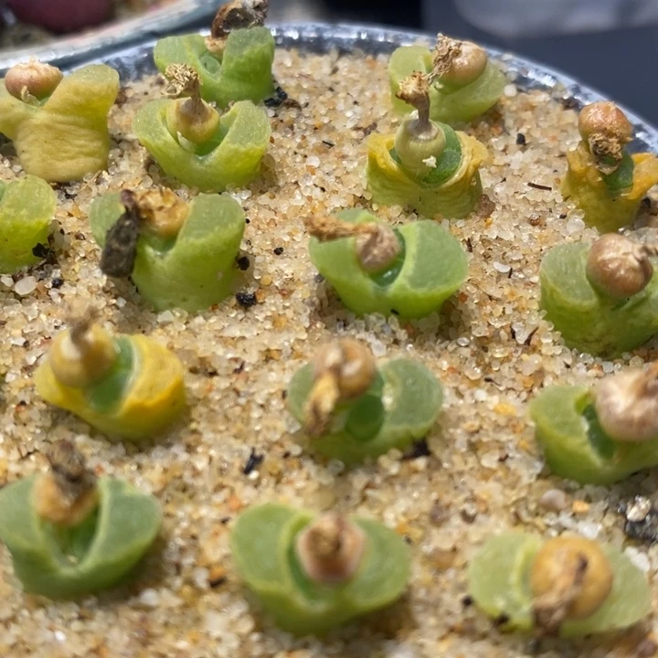 奶-瓶风铃一颗一颗