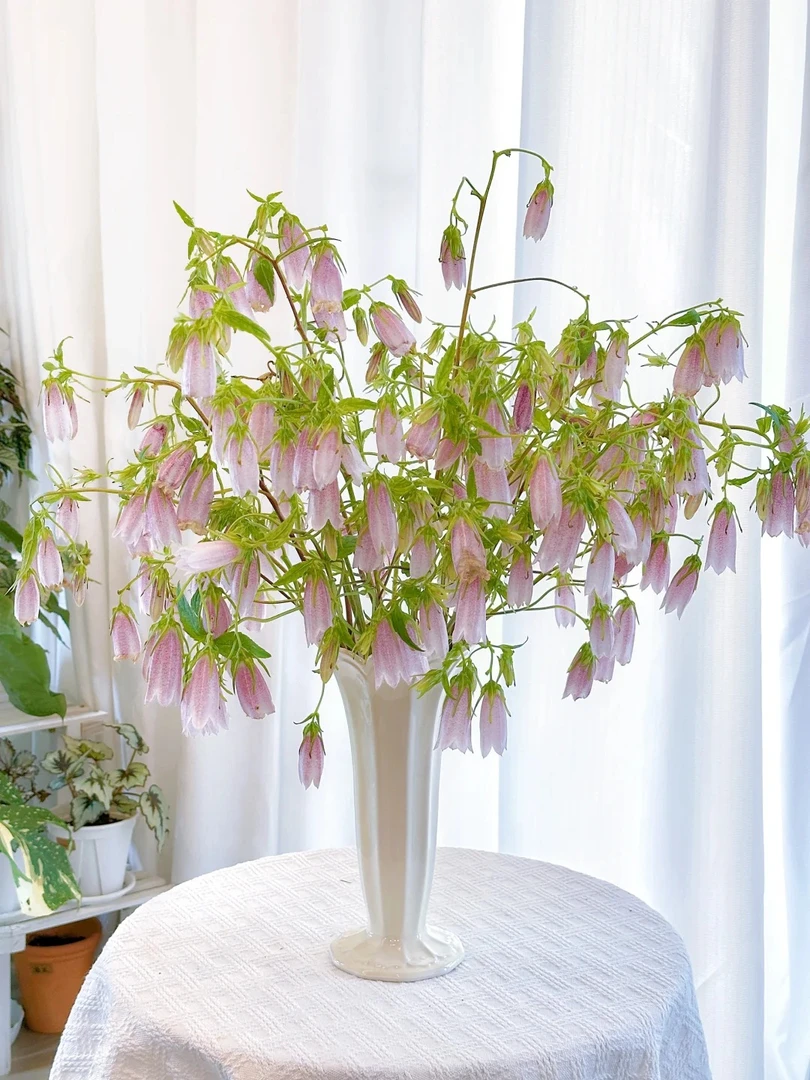 【紫斑风铃】稀有小众花材超长花期云南鲜切花基地现采现发顺丰包邮