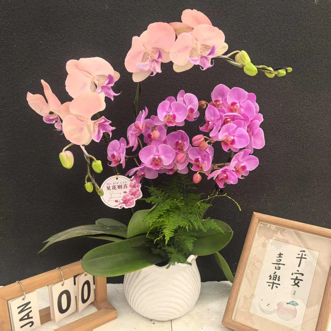简香《姹紫嫣红》高端蝴蝶兰艺术组盆鲜花摆设高端花卉