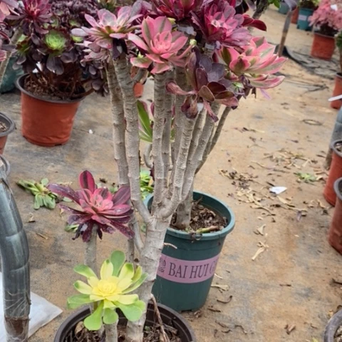 嫁接多肉植物021