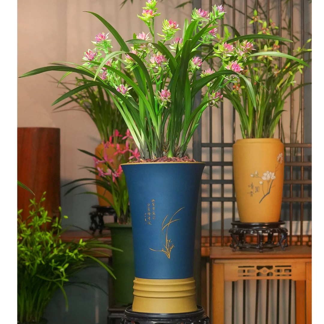 建兰铭品蝶瓣花带高端紫砂泥花盆 幽香兰花 室内好养易活