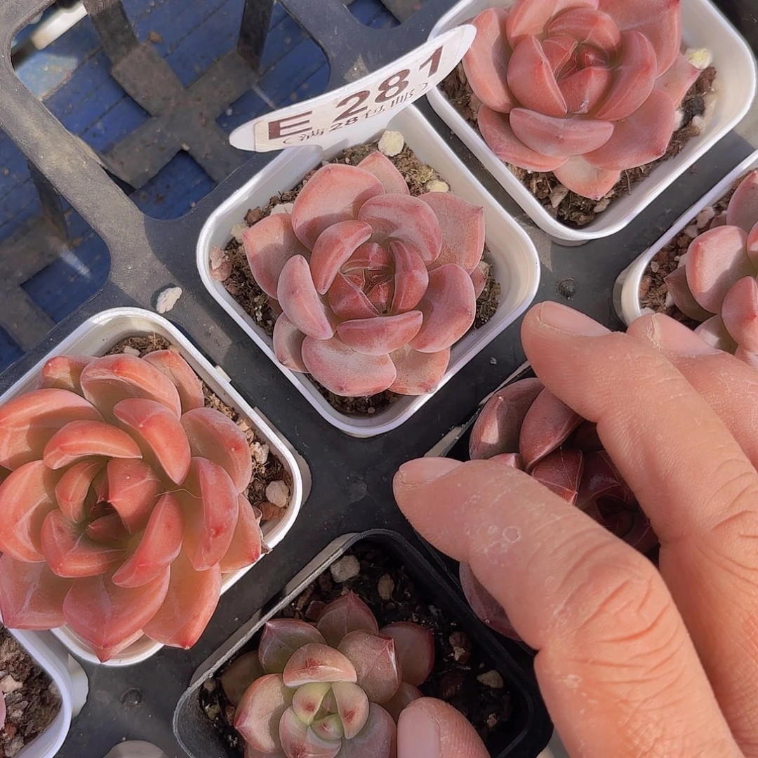 E281夜魔侠yieuyupai