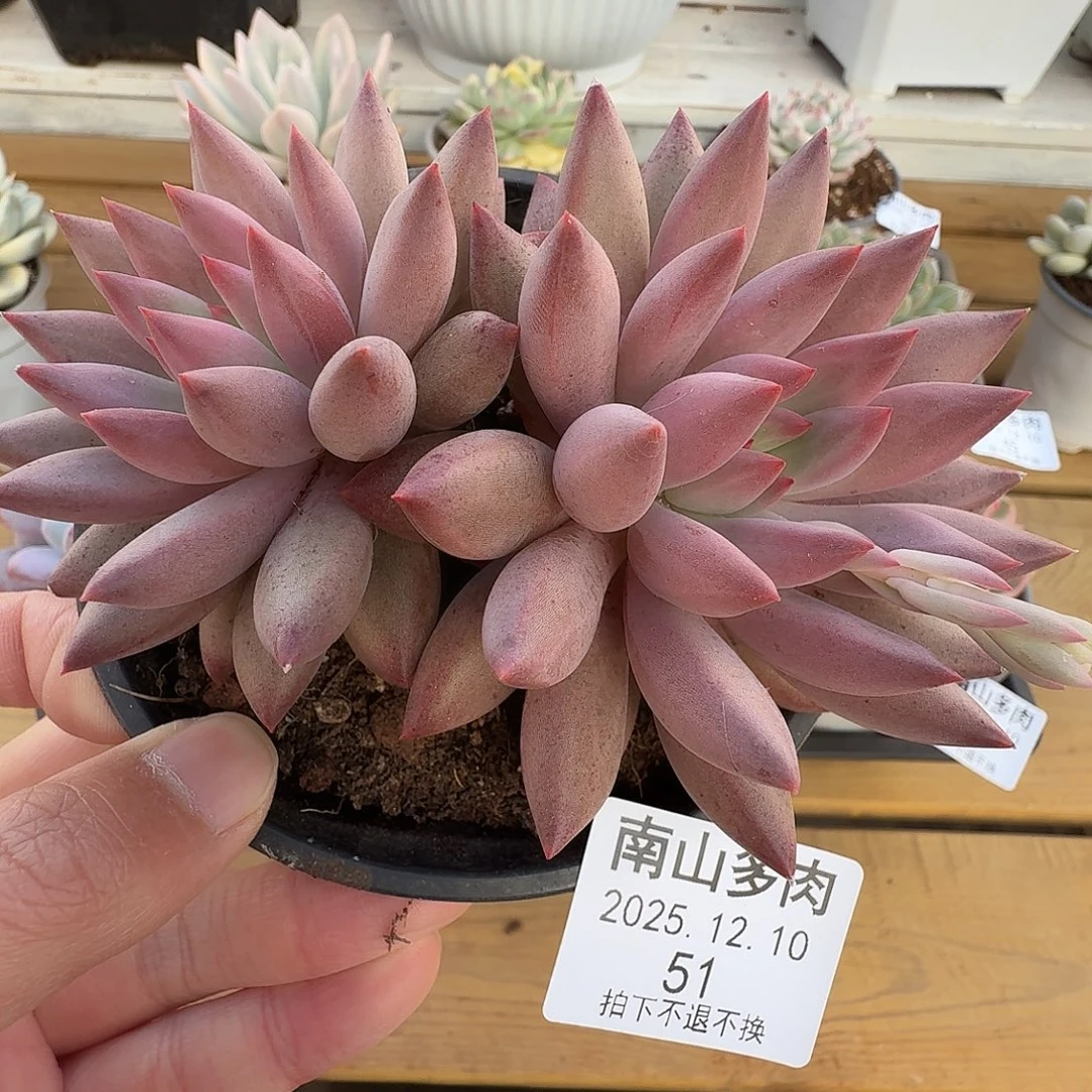 虞美人11111210-51