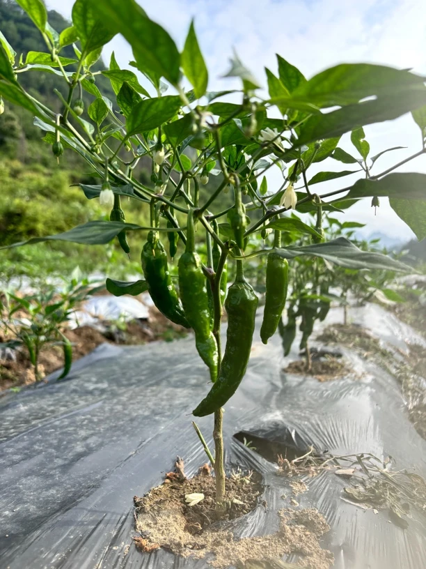 湖南湘西高山高露天种植樟树港辣椒