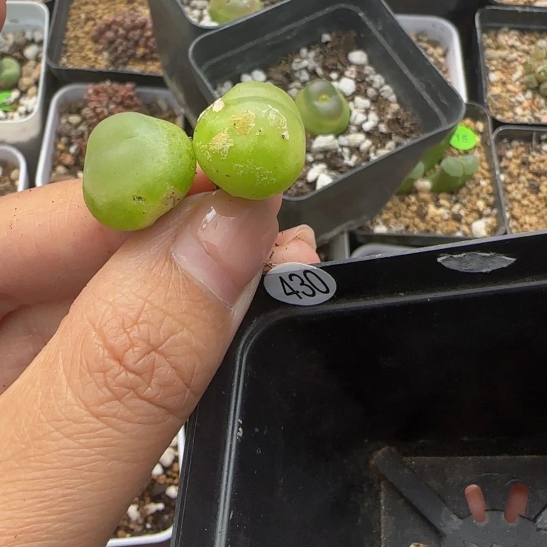 焦***妈不售后拉登两颗1.5cm（430