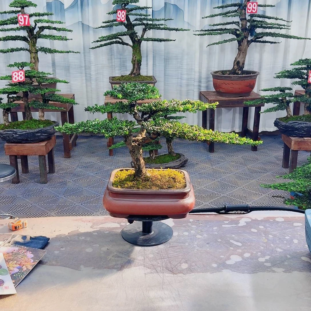 无花朵罗汉松一物一拍888
