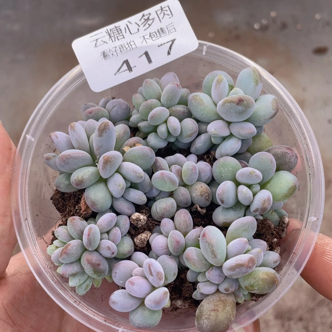 云糖心多肉植物417