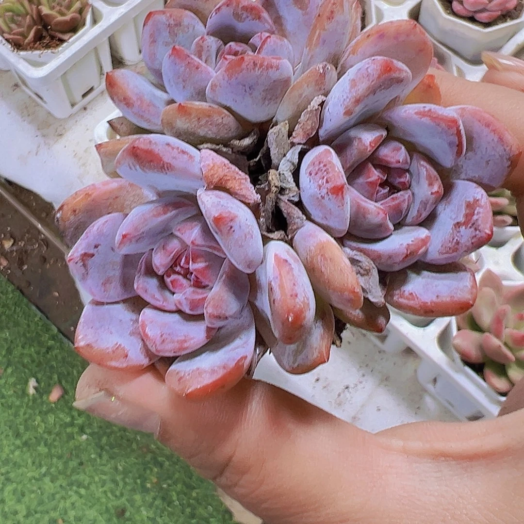 糖心石榴籽群19包邮